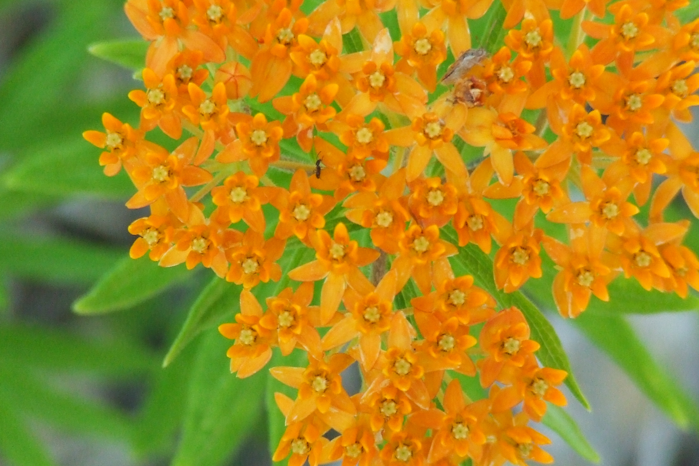 Butterfly Weed